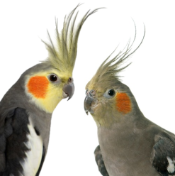 Pasari