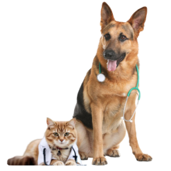 Diete Veterinare