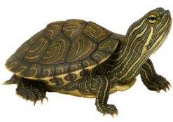 Reptile