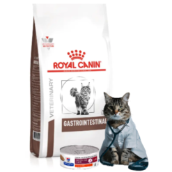 Diete Veterinare Pisici